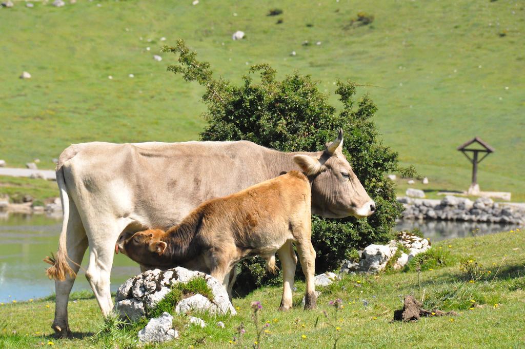 Casa Rural La Riba Sames Exteriör bild