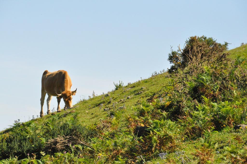 Casa Rural La Riba Sames Exteriör bild